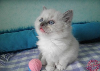 chaton mâle blue point mitted - Chatterie Ragdolls du Val de Beauvoir